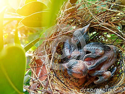 The baby bird is waiting for food from the mother in the nest. Stock Photo