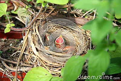 Baby birds Stock Photo