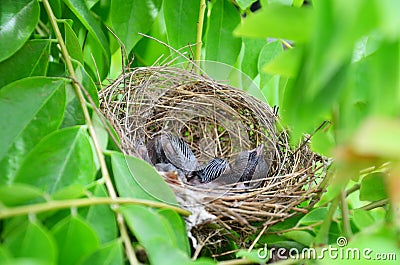 Baby birds in Bird's nest Stock Photo