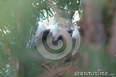 Baby birds in nest spring photo Stock Photo