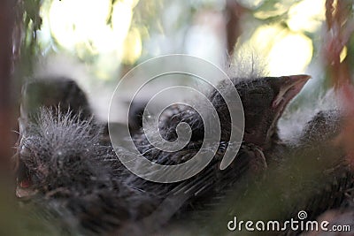 Baby birds in nest spring photo Stock Photo