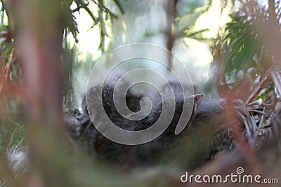 Baby birds in nest spring photo Stock Photo