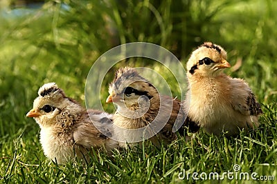 Baby birds-quail. Stock Photo