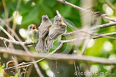 3 baby birds sitting on a branch waiting to be fed Stock Photo