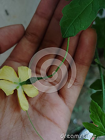 Baby bittergourd behind a flower Stock Photo