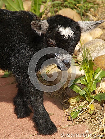 Baby Black Pygmy Goat Stock Photo