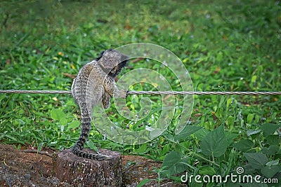 Baby Black-tufted Marmoset monkey Stock Photo