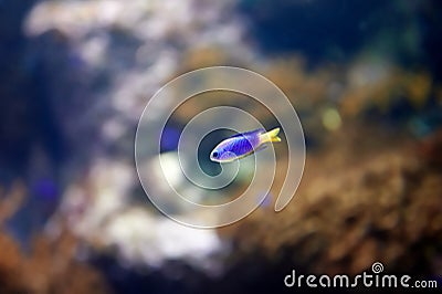 Baby Blue Damsel Chrysiptera cyanea male fish of the Pomacentridae family Stock Photo