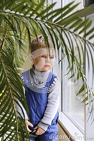 Baby in a blue jumpsuit behind a Palm tree near the window. Stock Photo