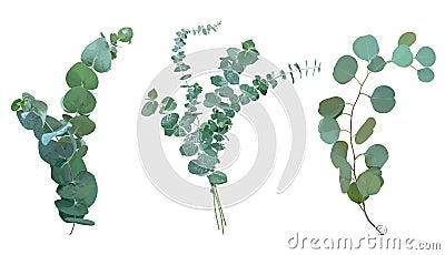 Baby blue, spiral and silver dollar eucalyptus species selection Vector Illustration