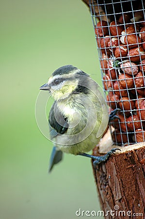 Baby blue tit Stock Photo