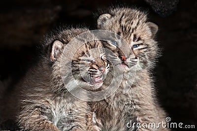 Baby Bobcat Kits (Lynx rufus) Stare Out from Log Stock Photo