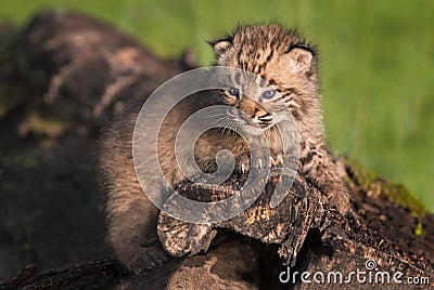 Baby Bobcat (Lynx rufus) Gazes Out from Atop Log Stock Photo