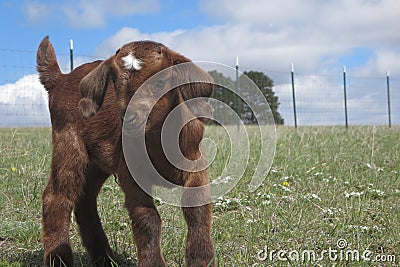 Baby Boer goat Stock Photo