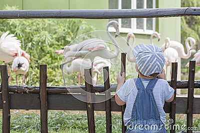 Baby boy looking Greater flamingoes in zoo Stock Photo