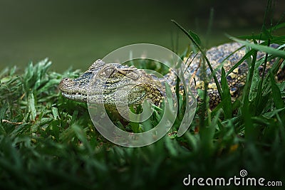 Baby Broad-snouted Caiman - Alligator Hatchling Stock Photo