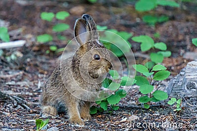 Baby brown hare or bunny on forest floor. Stock Photo