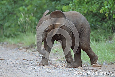 Baby bull elephant Stock Photo