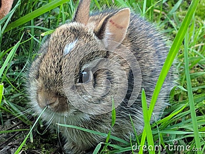 Just got to love some bunny Stock Photo