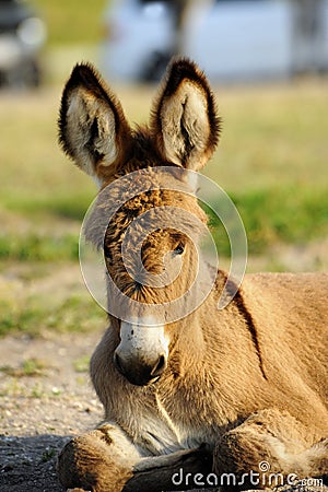 A Baby Burro Stock Photo