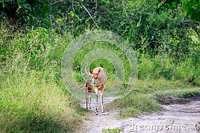 Baby Bushbuck and mother on a dirtroad. Stock Photo