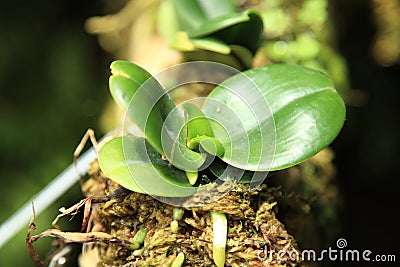 Baby Butterfly Orchid in the Singapore Botanic Gardens. Stock Photo