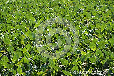 Baby cabbage green fields in Spain Stock Photo