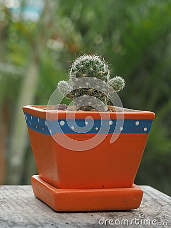 baby cactus Stock Photo