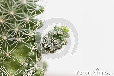 Baby Cactus Stock Photo