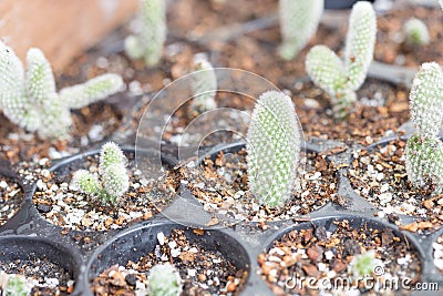 Baby Cactus in pot Stock Photo