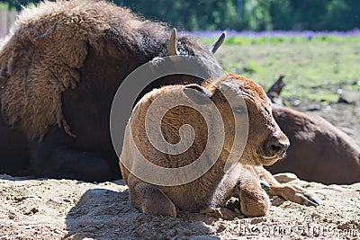 Baby calf of European bison and its mama bison are basking in the midday sun on the sand in the nursery. Focus on the calf Stock Photo