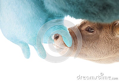 Baby calf farm animal drinking milk from cow mother. Stock Photo