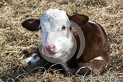 Baby Calf Stock Photo