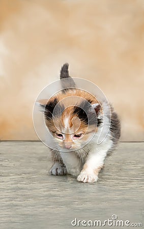 Small baby calico kitten looks lost Stock Photo