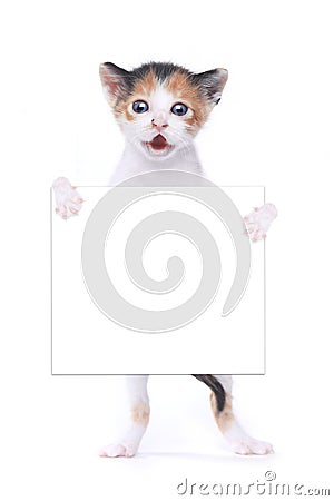 Baby Calico Kitten With Surprise Expression On White Background Stock Photo