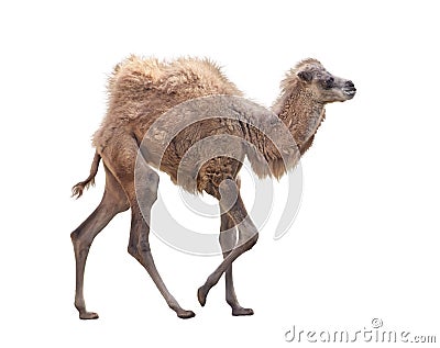 Baby Camel with two humps , Bactrian camel on white background Stock Photo