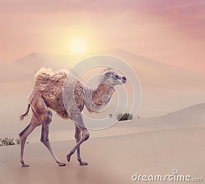 Baby Camel with two humps , Bactrian camel in desert Stock Photo