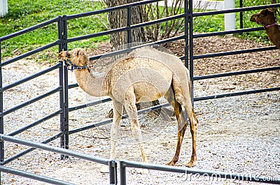 Baby camel at the zoo Stock Photo