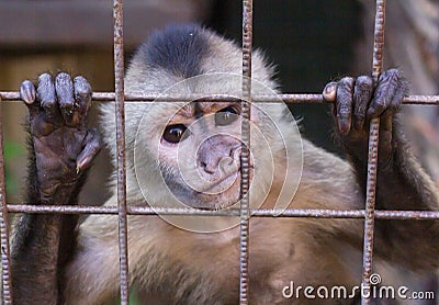 Baby Capuchin in a cage. Monkey at the zoo Stock Photo
