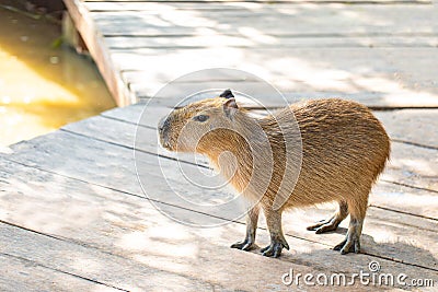 Baby capybara Hydrochoerus hydrochaeris Biggest mouse Stock Photo