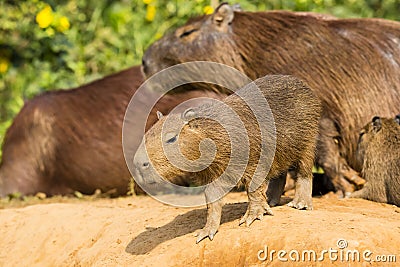 Baby Capybara Looking Precariously over the Edge Stock Photo