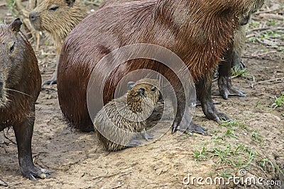 Baby Capybara suckling at its mother, Pantanal. Brazil Stock Photo