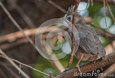 Baby cardinal - trying to hid Stock Photo