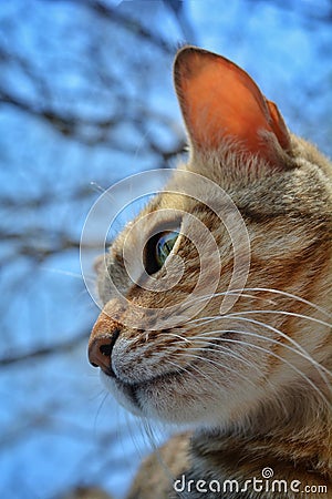 A baby cat close up with intense look. Cat under blue sky Stock Photo