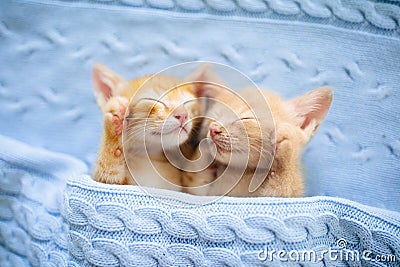 Baby cat. Ginger kitten sleeping under blanket Stock Photo