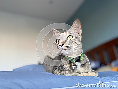 Kitty small cat see u Stock Photo