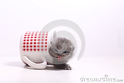 Baby cat in a mug Stock Photo