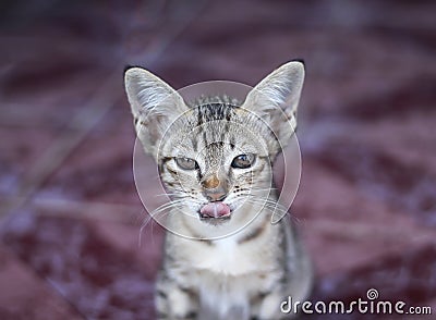 Baby cat with tonge out and sitting on the floor ,single animal on background Stock Photo