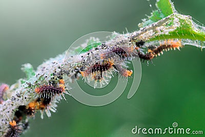 Baby caterpillar leaves on tree branches Stock Photo