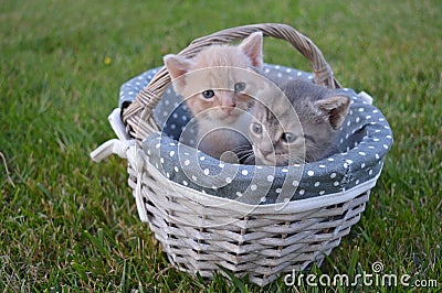 Baby cats on a basket Stock Photo